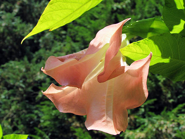 angel's trumpet - camellia day nobody single flower zdjęcia i obrazy z banku zdjęć