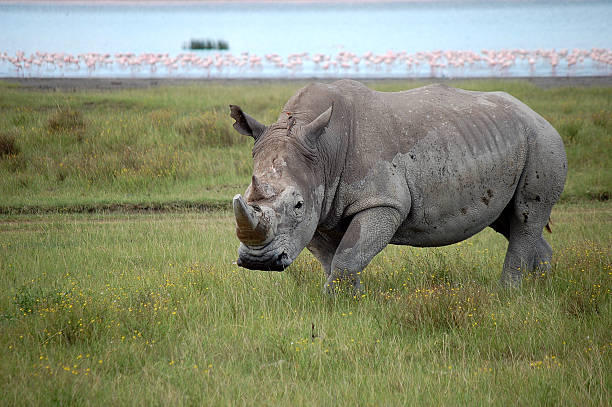 istock Rhino with flamingos 513730941