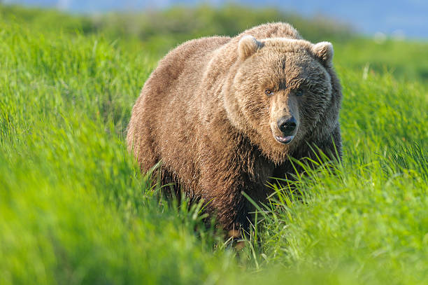 urso grande plano de caça visualizador em relva - katmai peninsula imagens e fotografias de stock