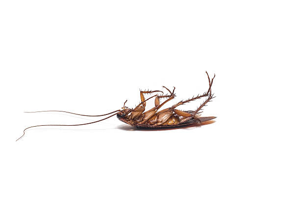 Cockroach on white background stock photo