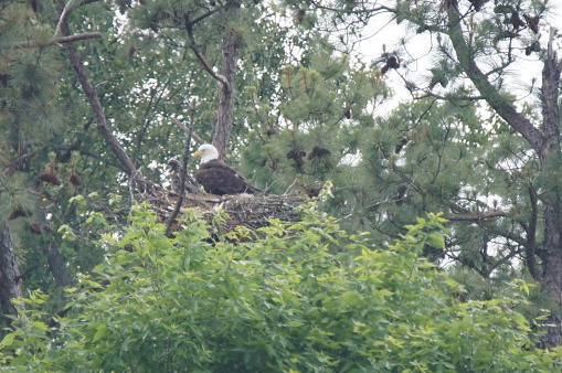 This adult Bald Eagle had finished feeding its young a meal of fish caught below Kentucky Dam.