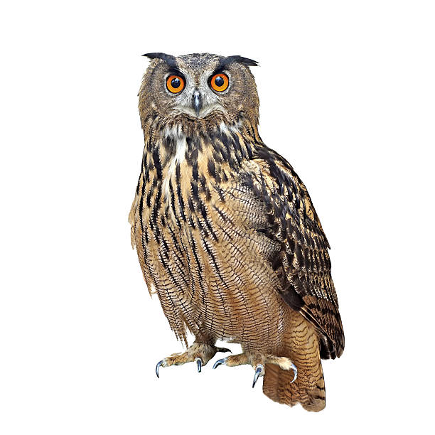 istock beautiful great owl isolated on white 513733628