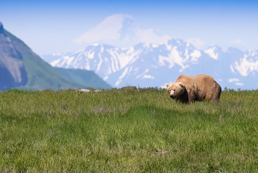 Iconic Alaska Brown Bear and Snow Capped Mountain