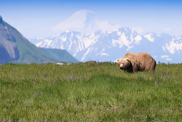icónico alasca urso pardo e apertada montanha de neve - katmai peninsula imagens e fotografias de stock