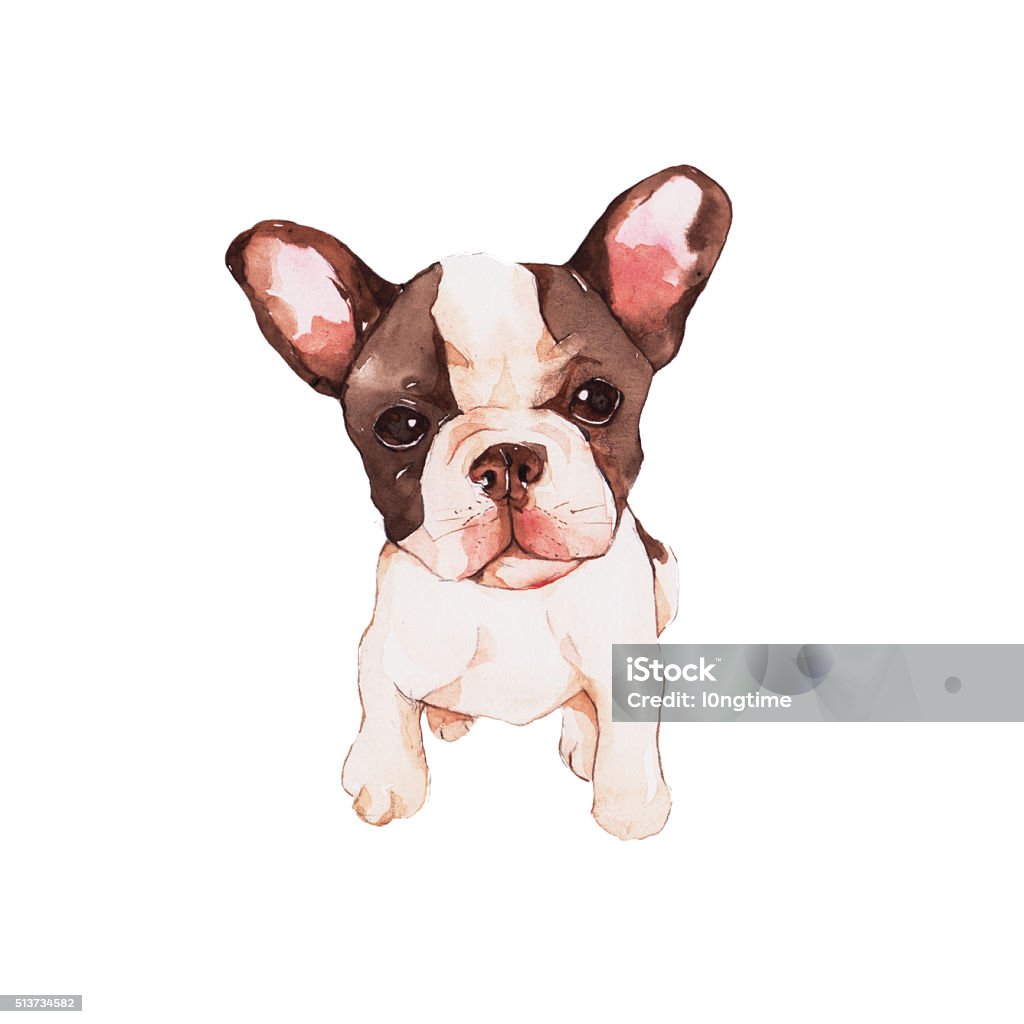 Bull dog watercolor painting Animal stock illustration