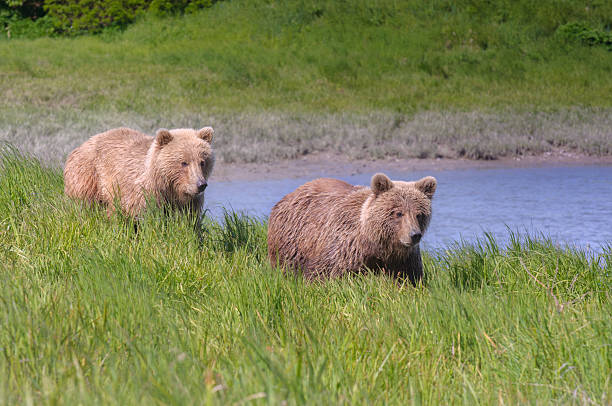 Two Brown Bears Walking Together by River Two Brown Bears Walking Together by River katmai peninsula stock pictures, royalty-free photos & images