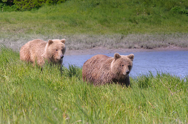 dois ursos castanho a caminhar juntos ao rio - katmai peninsula imagens e fotografias de stock