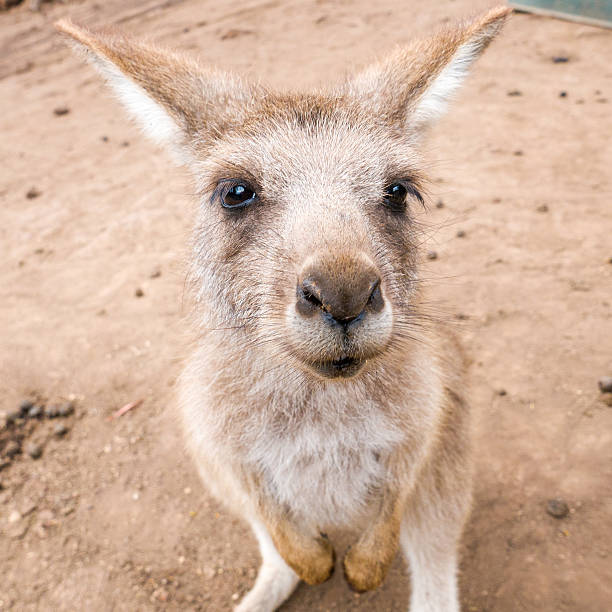 серый кенгуру джои от - wallaby kangaroo joey tasmania стоковые фото и изображения