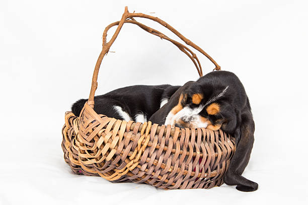 istock black puppy sleeping in basket 513735602