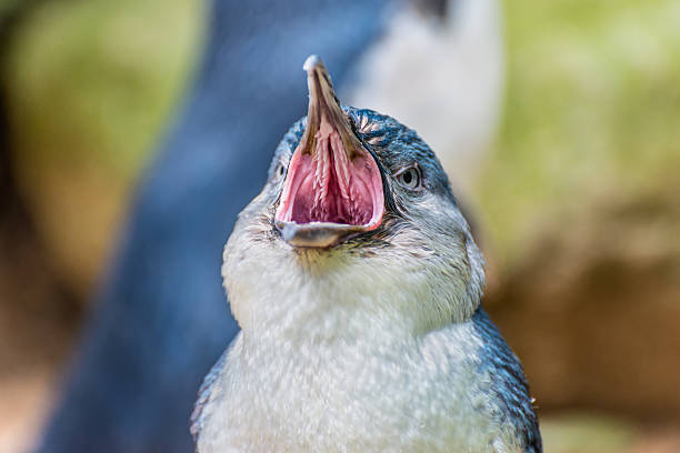 retrato de un poco pingüino de - nobody beak animal head penguin fotografías e imágenes de stock