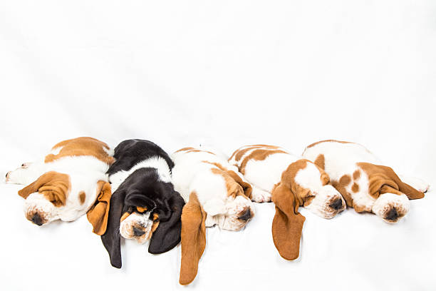 One black tri colored basset hound puppy sleeping in a line with four red and whites