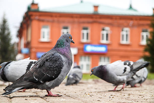 istock pigeons walking on city streets 513736186