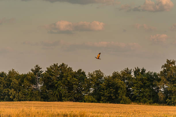 istock Kite over the field at dawn 513736500