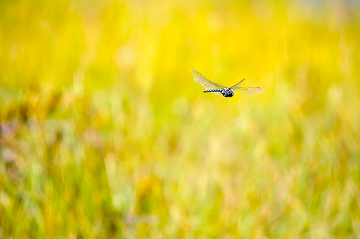 dragonfly flying through the yellow field