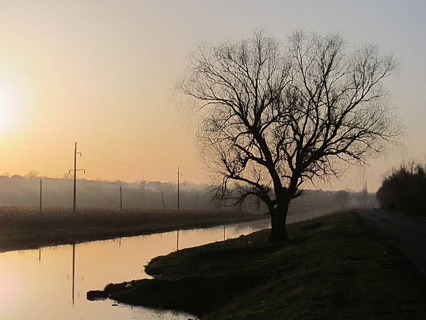 istock Silhouette of a tree near river on sunset 513737368