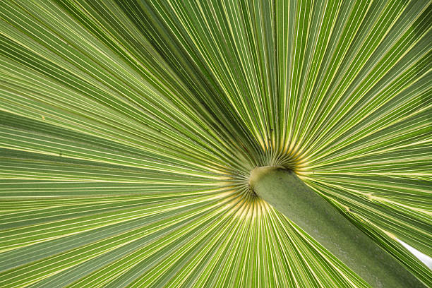 istock Texture green leaves of palm tree 513738542