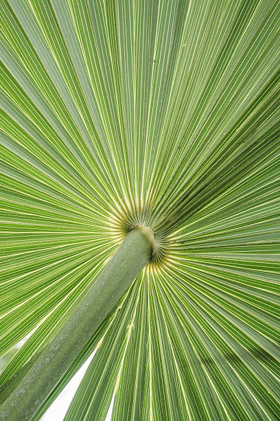 istock Texture green leaves of palm tree 513738610