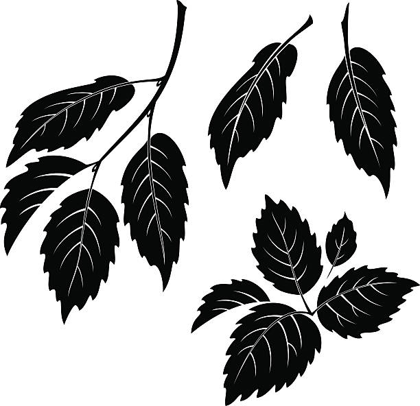 illustrazioni stock, clip art, cartoni animati e icone di tendenza di foglie di olmo, la pictogram set - tree silhouette elm tree vector