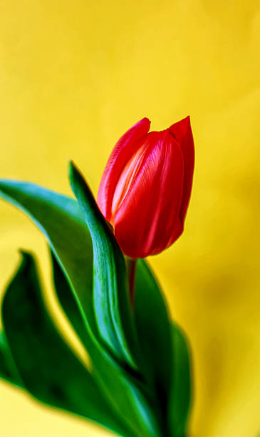istock Tulip on the yellow background 513740248