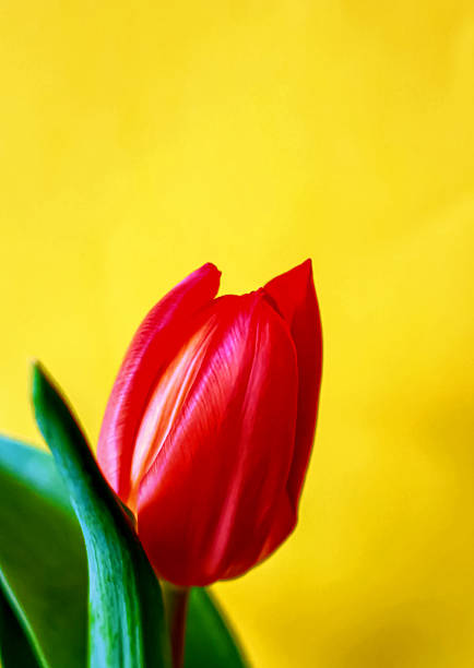 istock Tulip on the yellow background 513740654
