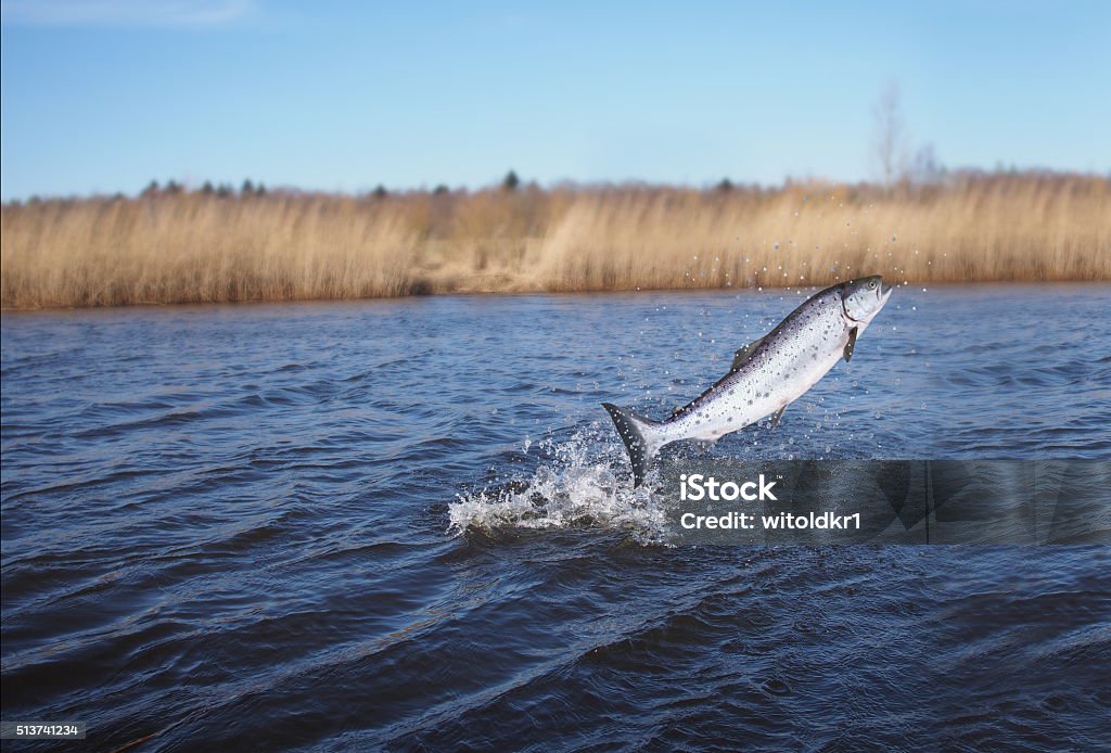 jumping out from water salmon jumping out from water salmon  on river background Jumping Stock Photo