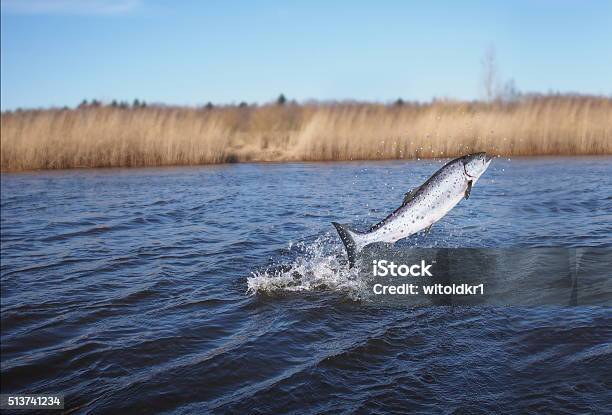 Jumping Out From Water Salmon Stock Photo - Download Image Now - Jumping, Salmon - Animal, Trout