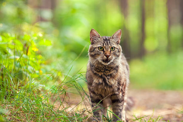 istock Cat walking in the forest in summer 513741666