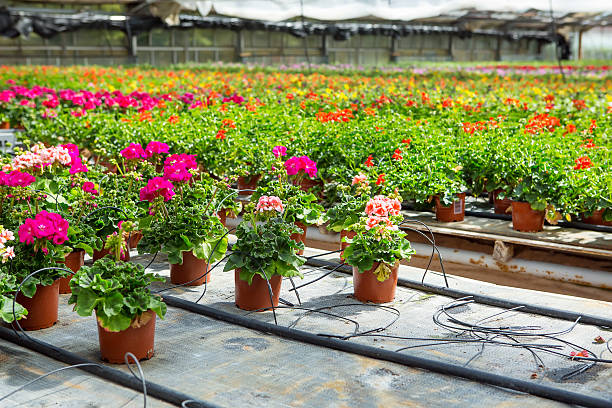 istock Cultivation of different geranium flowers in greenhouse 513742038