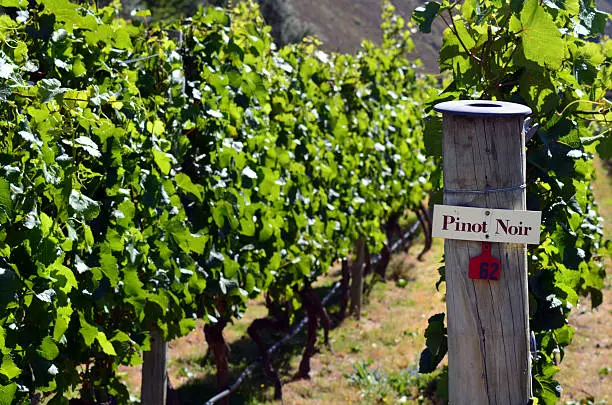 Pinot Noir sign on grape vine in Gibbston valley in Otago, south Island of New Zealand.