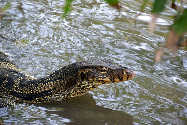 istock Varanus in Lumpini park, Bangkok, Thailand 513744588