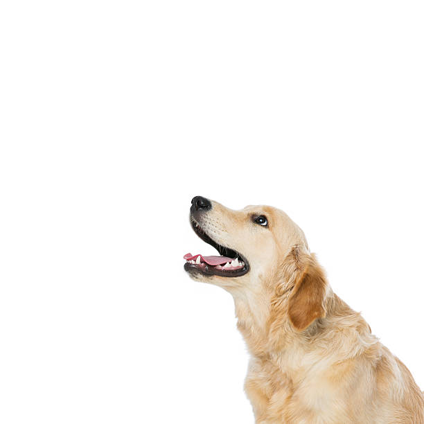istock Young beautiul golden retriever dog 513744638