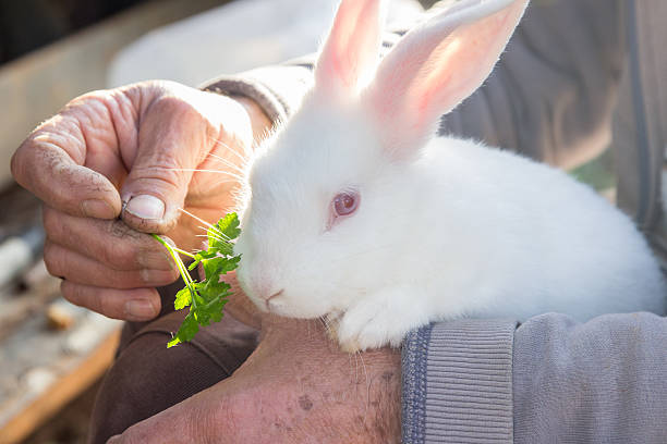 Rabbit in man hands stock photo