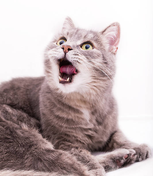 istock The gray cat  opened a mouth and looks up 513745736