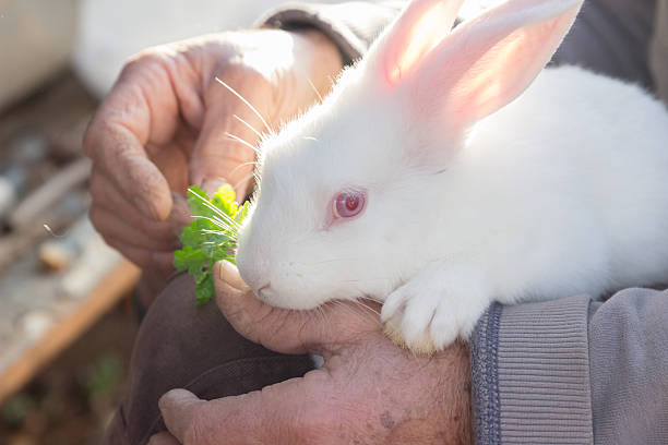 Man feeding farm rabbit stock photo