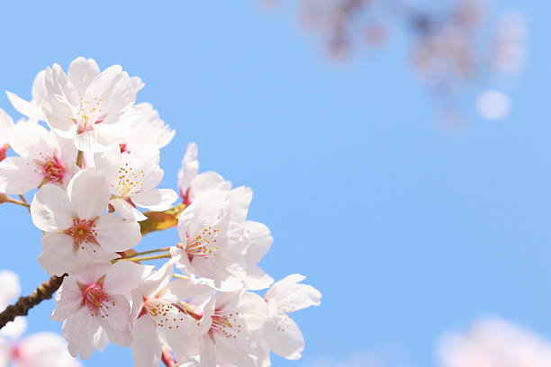 "sakura" - japanische blütenkirsche stock-fotos und bilder