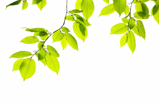 Beech leafs on white background.