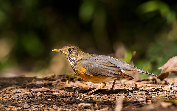 istock Black-breasted Thrush : Bird in thailand 513746828