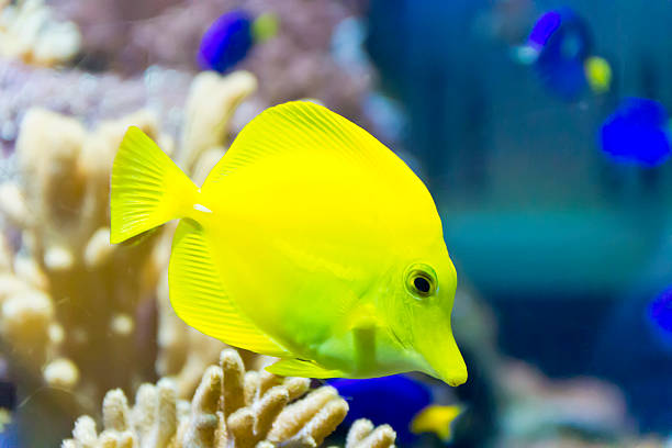 istock Yellow zebrasoma in aquarium 513747462