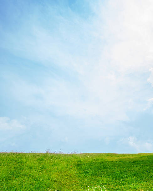 istock Image of green grass field and bright blue sky 513747538