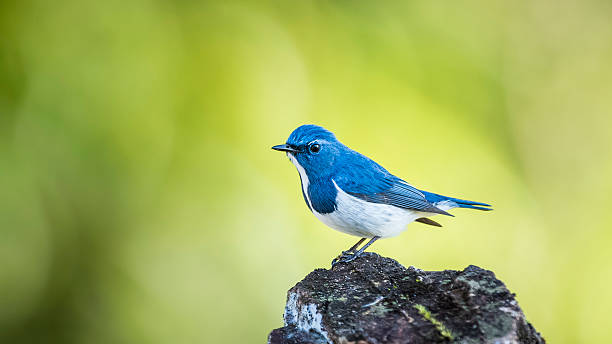 istock Ultramarine flycatcher : Bird in thailand 513747890