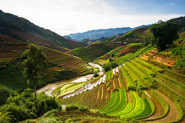 istock Rice fields on terraced in rainny season at Vietnam. 513747914