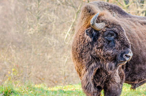 Wooly European Bison