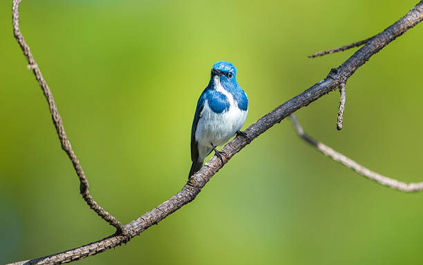 istock Ultramarine flycatcher : Bird in thailand 513747982