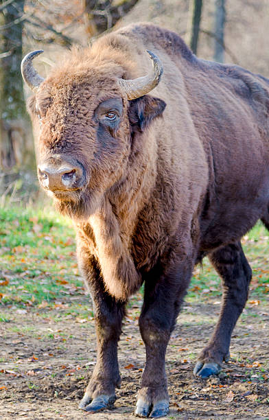 istock European Bison Up Close 513748092