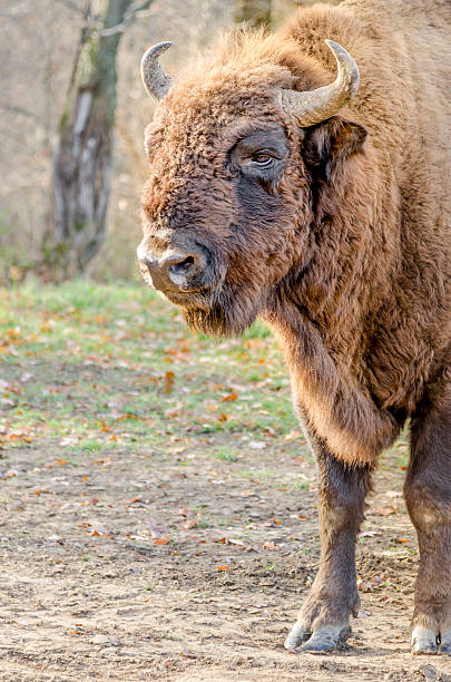 istock European Bison Close Up 513748312