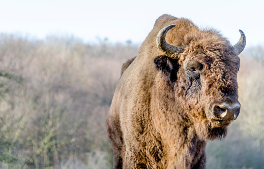 Endangered European bison on a nature reserve in Romania