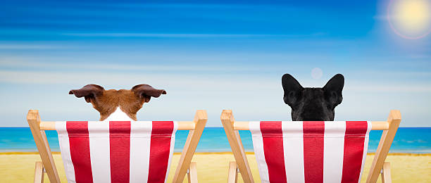 istock dog beach chair in summer 513748620