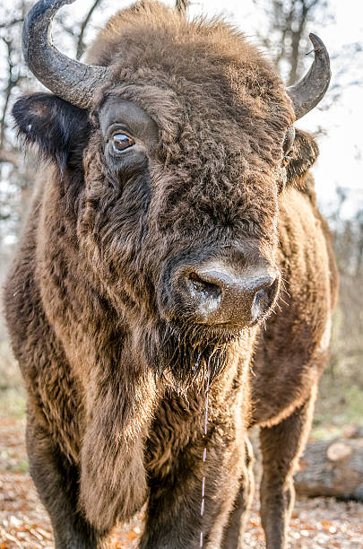 istock Close Up of European Bison 513748844