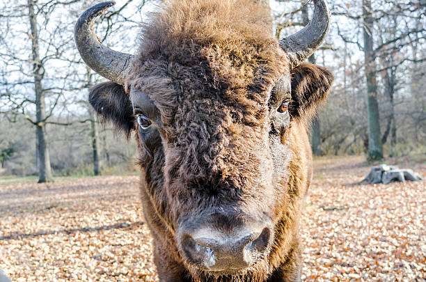 European bison in the nature reserve