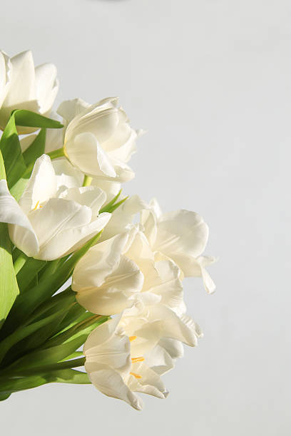 bud bianco tulipani - bud flower tulip flowers foto e immagini stock